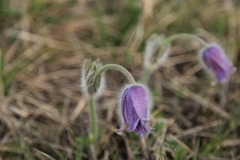 Pulsatilla grandis
