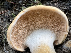 Hydnum repandum