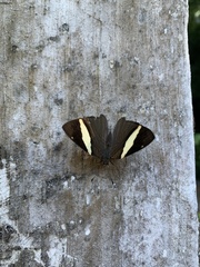Colobura dirce