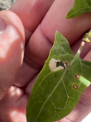 Chrysoesthia sexguttella