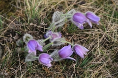 Pulsatilla grandis