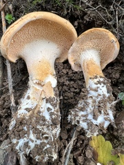 Hydnum repandum