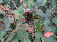 Epilobium densiflorum