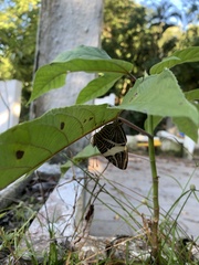 Colobura dirce