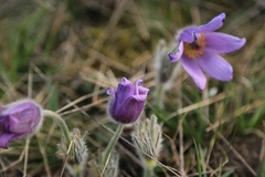Pulsatilla grandis