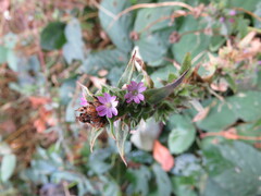 Epilobium densiflorum