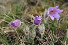 Pulsatilla grandis