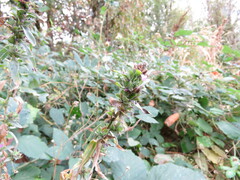 Epilobium densiflorum