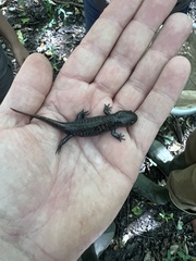 Ambystoma talpoideum