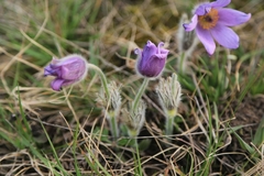 Pulsatilla grandis