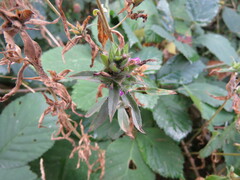 Epilobium densiflorum