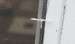 Hellinsia homodactylus