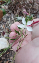 Oenothera simulans