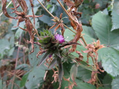 Epilobium densiflorum