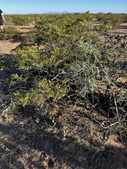 Acourtia nana