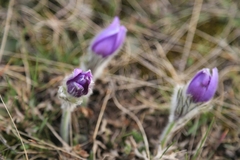 Pulsatilla grandis