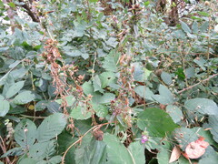 Epilobium densiflorum