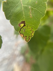 Stigmella intermedia
