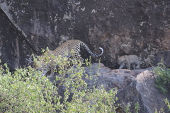 Panthera pardus pardus