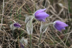 Pulsatilla grandis