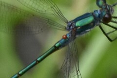 Arrenurus