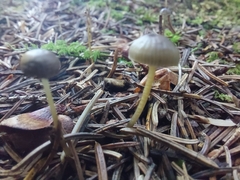 Mycena epipterygia