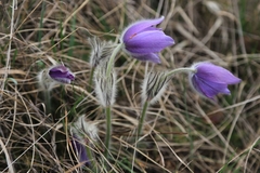 Pulsatilla grandis