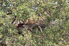 Panthera pardus pardus