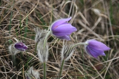 Pulsatilla grandis