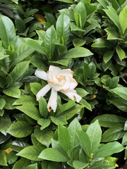 Gardenia jasminoides