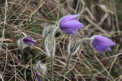 Pulsatilla grandis