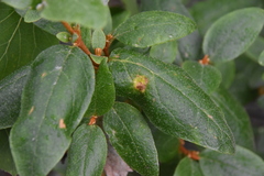 Puccinia caricis-shepherdiae