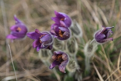 Pulsatilla grandis