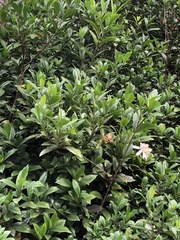 Gardenia jasminoides