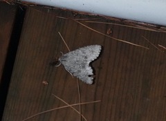 Acronicta americana