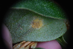 Puccinia caricis-shepherdiae