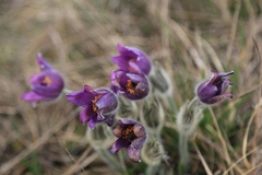 Pulsatilla grandis