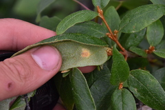 Puccinia caricis-shepherdiae