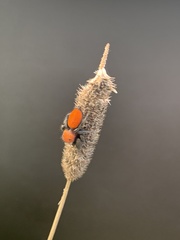 Phidippus cardinalis