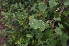 Phyllocnistis populiella