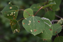 Phyllocnistis populiella