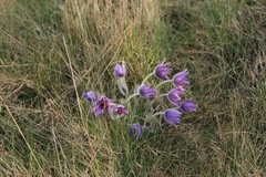Pulsatilla grandis
