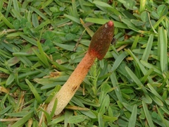 Phallus rugulosus