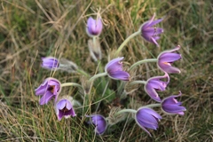 Pulsatilla grandis
