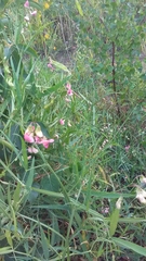 Lathyrus sylvestris