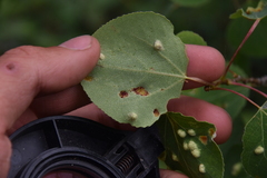 Phyllocoptes didelphis