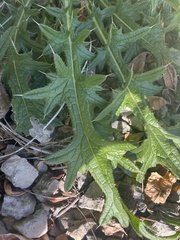 Cirsium vulgare