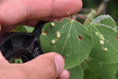 Phyllocoptes didelphis