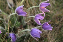 Pulsatilla grandis