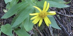 Arnica lanceolata
